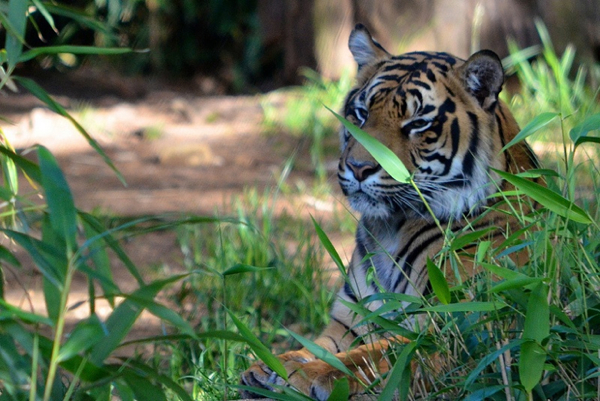 Smithsonian National Zoo's Sumatran Tiger Damai