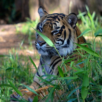 Smithsonian National Zoo's Sumatran tiger Damai